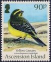 Yellow Canary (Serinus flaviventris)